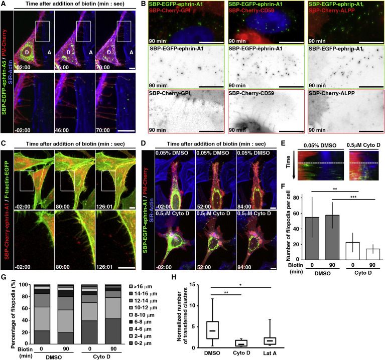 jordicayuso's tweet photo. Cool! - Tagged #Ephrin reveals activity at signalling filopodia in cell cultures: "Localized Intercellular Transfer of Ephrin-As by Trans-endocytosis Enables Long-Term Signaling": Developmental Cell https://t.co/Q2x1HkF2Mn https://t.co/SYcTCA4OYM