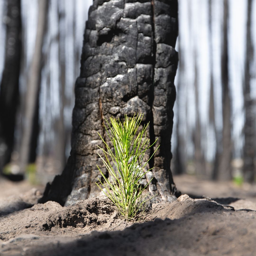 Plantui Official tweet media
