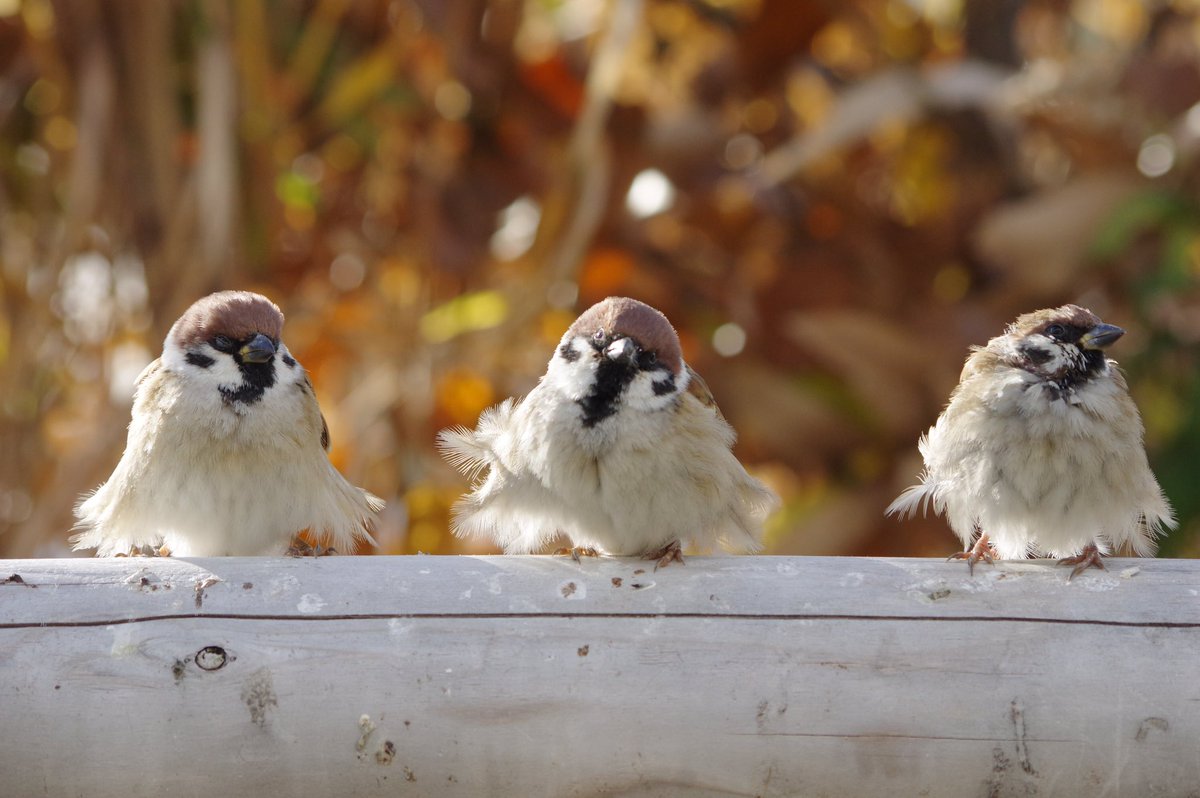 モフモフチュンチュンモフチュンチュン
#雀 #スズメ #すずめ #sparrow #鳥 #小鳥 #野鳥 #bird https://t.co/ZHFCiXGlgL