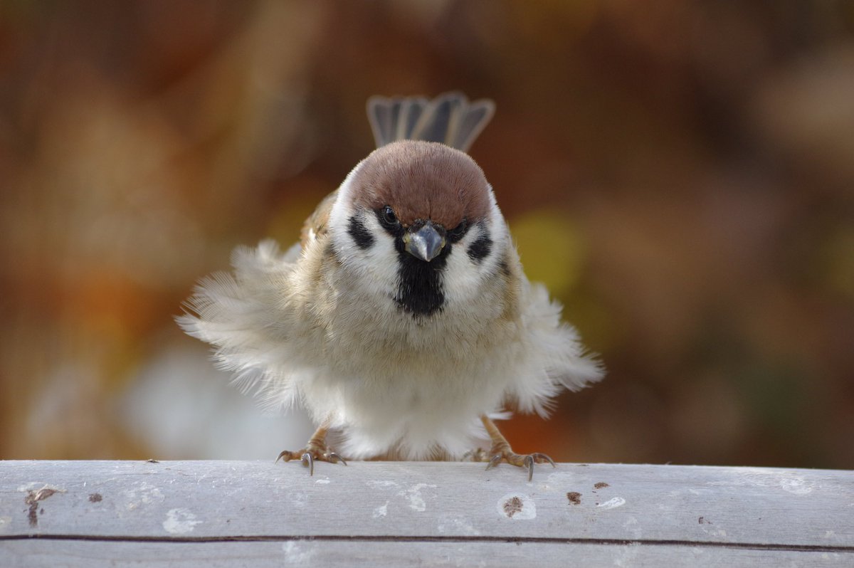 モフモフチュンチュンモフチュンチュン
#雀 #スズメ #すずめ #sparrow #鳥 #小鳥 #野鳥 #bird https://t.co/ZHFCiXGlgL