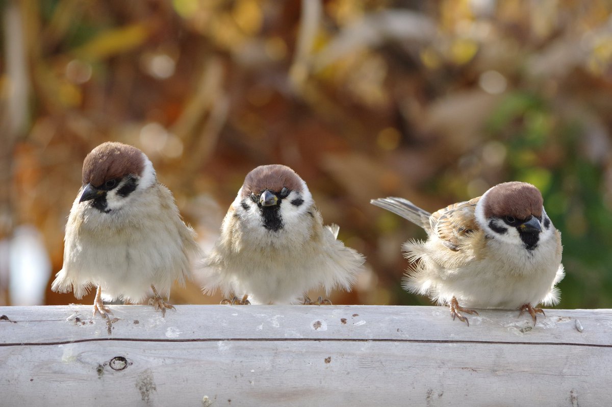 モフモフチュンチュンモフチュンチュン
#雀 #スズメ #すずめ #sparrow #鳥 #小鳥 #野鳥 #bird https://t.co/ZHFCiXGlgL