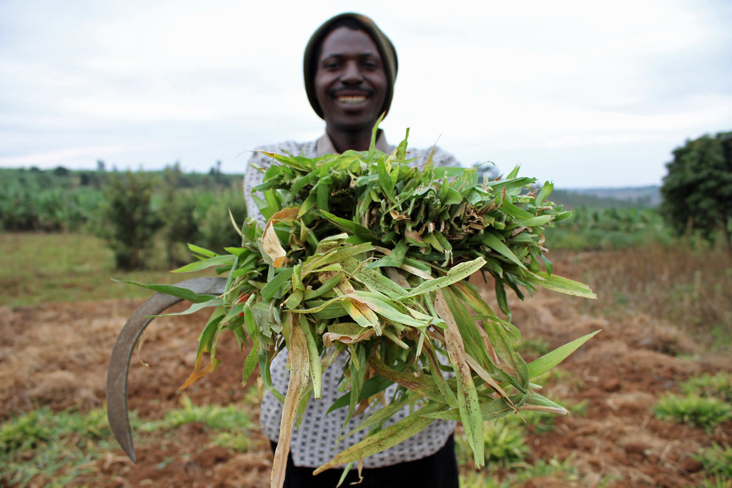 CTAflash's tweet photo. Le projet #UpCSA (Accรฉlรฉrer lโadoption de lโagriculture climato-intelligente au Mali) vise 25 000 agriculteurs de Kolokani. Cette semaine, a eu lieu lโatelier final de restitution et de consolidation des acquis. Voir : https://t.co/zBzUTz9N2R https://t.co/bhh3eeNmzZ