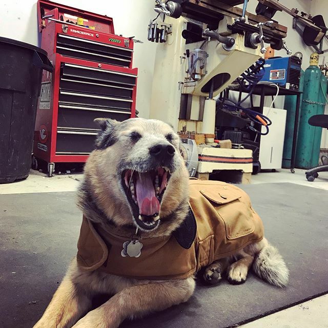 kishbike's tweet photo. 🍾🌲🦡🌲🍾 Office Christmas party gonna be GOIN OFF later 
@brodyandbowlie 
#heelersofinstagram #carrboromade https://t.co/9vYdpwfrWr