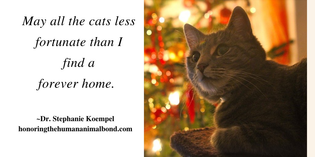 Dr Stephanie Koempel tweet media