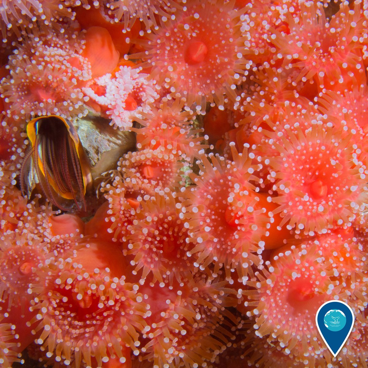 deep pink-red strawberry anemones and a barnacle