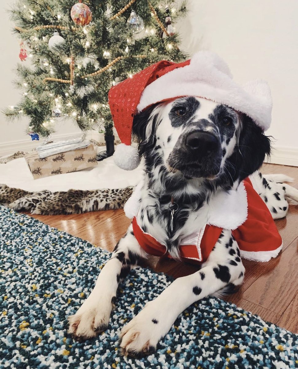 Nice List for sure ❤️🎄 #dogsofleisurlist
📸 : puppernamedscout on Instagram