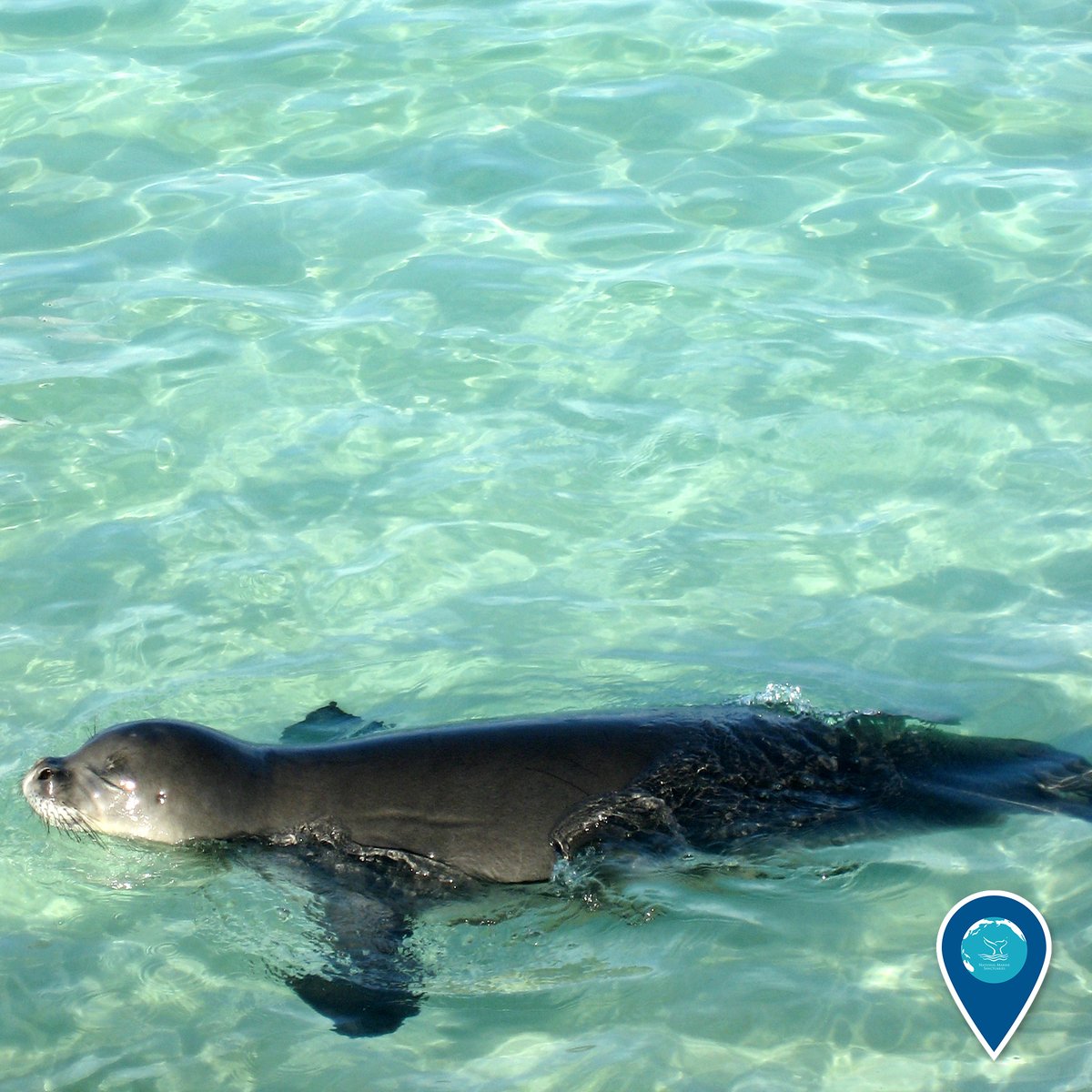 Hawaiian monk seal swimming