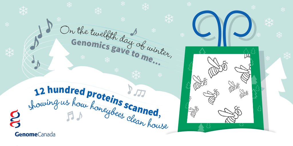 GenomeCanada's tweet photo. On the twelfth day of winter, genomics gave to me… 12 hundred proteins scanned, showing us how honeybees clean house and help fight colony collapse! https://t.co/3G8TiNasKT #12daysofGC https://t.co/GAgYYva5Lp