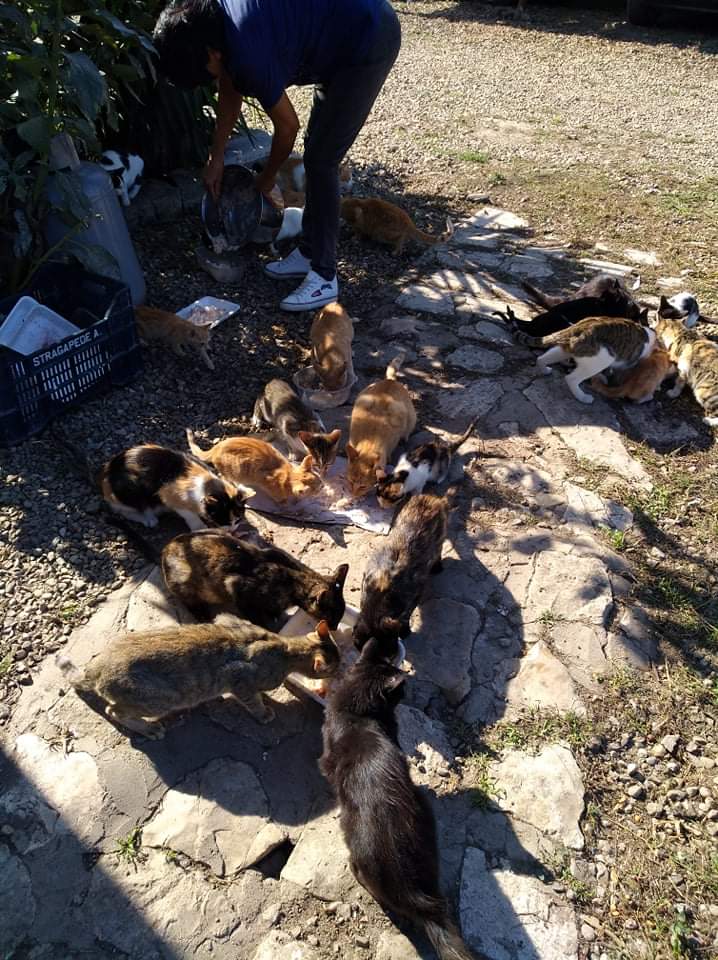 NicolaFilomena's tweet photo. @abbicuradite1 Io non butto mai niente!!! Ho le galline x gli scarti delle verdure e i gatti x il resto anzi Cucino di più x loro!!! https://t.co/8fF1ZmRxzn