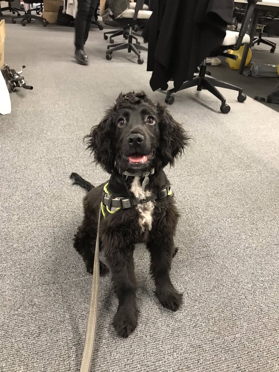 OgilvyUK's tweet photo. Caspar brought some serious Christmas excitement to the office this week #Dogsofogilvy https://t.co/PREVLXj710