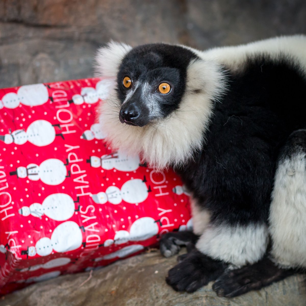 SnakeFarmZoo's tweet photo. Ever wonder what you get a Black & White Ruffed Lemur for Christmas? Come to our Christmas with the Critters event next week and find out!
#lemur #prosimian #primatessofinstagram #christmasevent #holidayevent #awsfzoo #newbraunfels #sanantonio #texas #wildlife #cuteanimals https://t.co/Pi9EtyaFYm