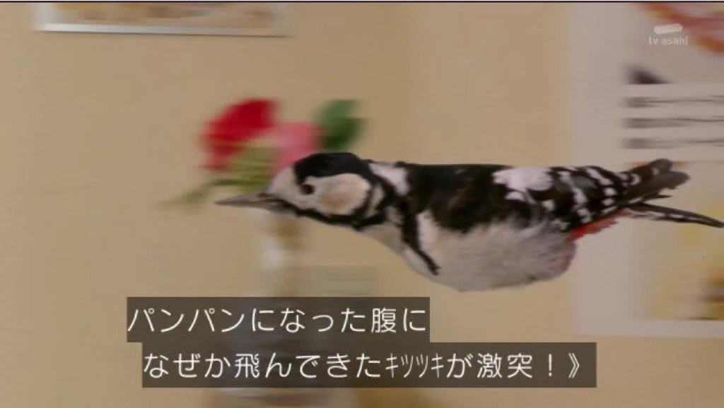@cxielarko そしてその正月太りの腹に #なぜか飛んできたキツツキが激突 