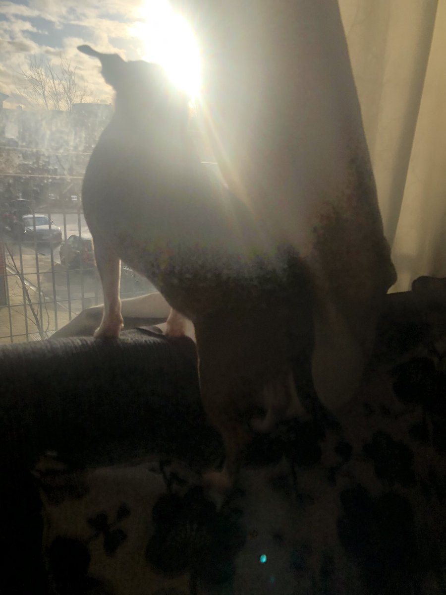 Tilly_BostonChi's tweet photo. #HeadInTheClouds https://t.co/qE156KnZvB