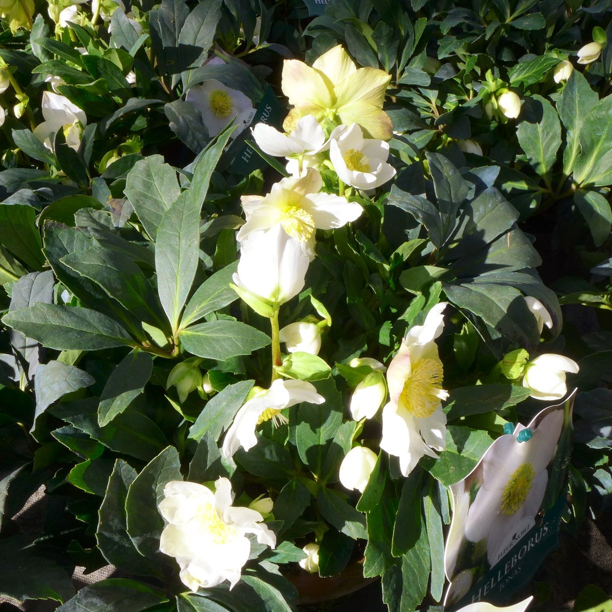 MaagGarden's tweet photo. #Christrosen (#Helleborus niger) im Beet können noch immer ausgeputzt werden. Alte stark beschädigte und kranke #Blätter werden entfernt. Gesunde bleiben. Sie treiben im Laufe des Winters aus und bringen dann im Frühjahr neue #Triebe und #Blüten hervor. https://t.co/8eYQcWIvXQ