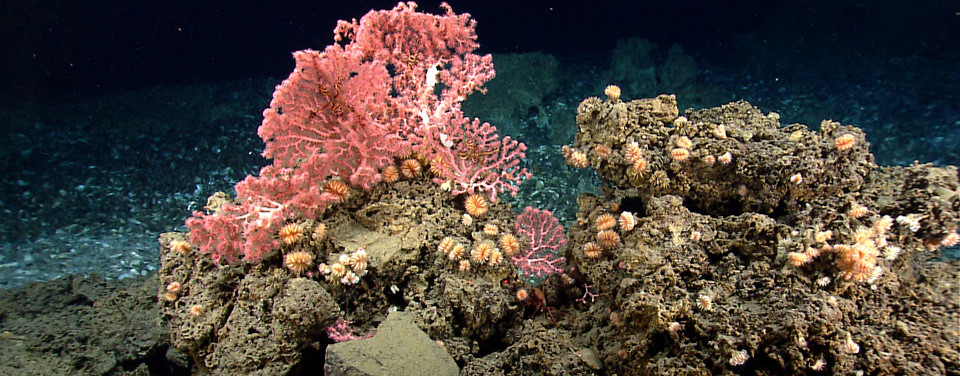 Noaa Ocean Today On Twitter Corals Are Sessile Animals That