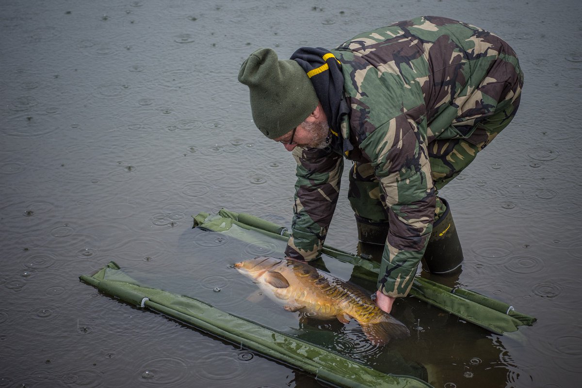 Returning one from a classic session at Caerphilly Castle with <a href="/MarkwuzyMark/">Mark Wozencroft 🎣🏴󠁧󠁢󠁷󠁬󠁳󠁿 (man/fish)</a>, putting the Floating Weigh Sling to good use

wychwoodcarp.co.uk/products/fish-…
