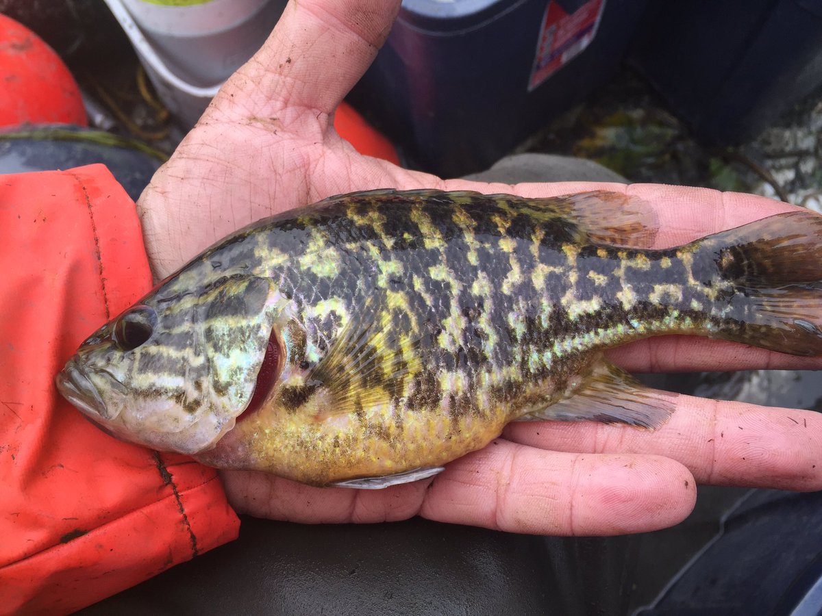 JasonBarnucz's tweet photo. @DrFishSG @Brp86 @SolomonRDavid @DrKatfish @ericrsails @donaldorth @WildlifeBioGal @UWiscSeaGrant @MichiganDNR @cosewic Warmouth in Canada are found in the shallow, warm waters of three large #LakeErie embayments: #LongPointBay, #RondeauBay, #PointPelee. They are not common but are detected in fyke-net and seine net surveys of these areas. #25DaysofFishmas https://t.co/V2FB1etuOU