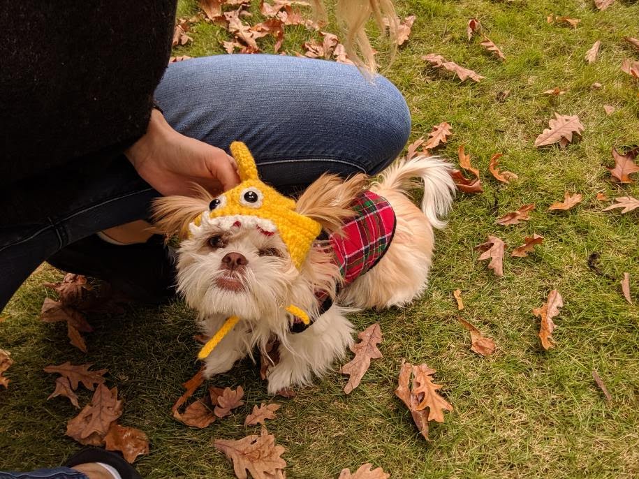 BuckheadPetPals's tweet photo. Baby it's cold outside! Annabelle (AKA Baby Shark) is staying bundled up 🦈❄️ https://t.co/KEqWDwQB8Q
