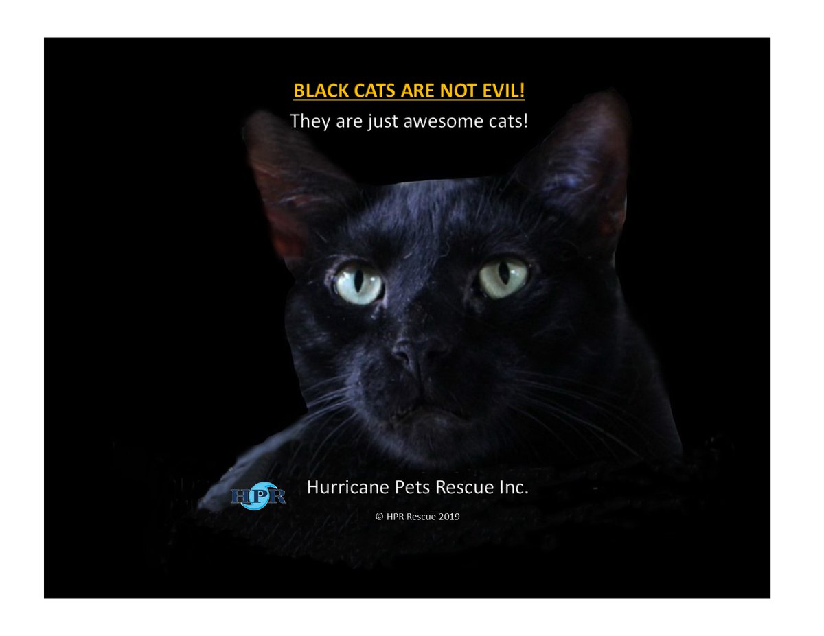 HPRESQ's tweet photo. @wwwbigbaldhead Black cats are the best https://t.co/yeu3Q9fnC9