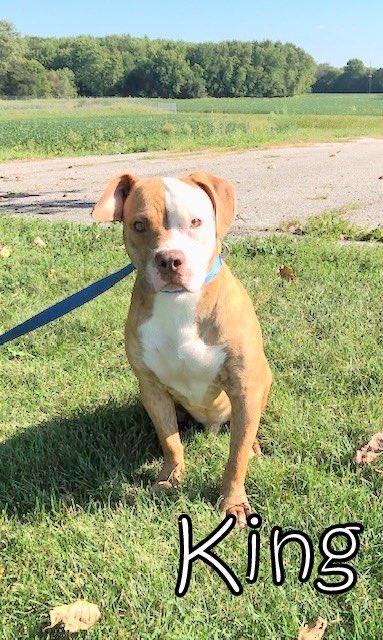 FpoPets's tweet photo. A parvo survivor that has been living in a kennel setting for months. The director of AC thinks he would love a couch to crash on. Do you have a couch? It’s that simple. Foster apps on the website! #pupsofpeoria #fpocrew #foster https://t.co/ZWwcGy8r83