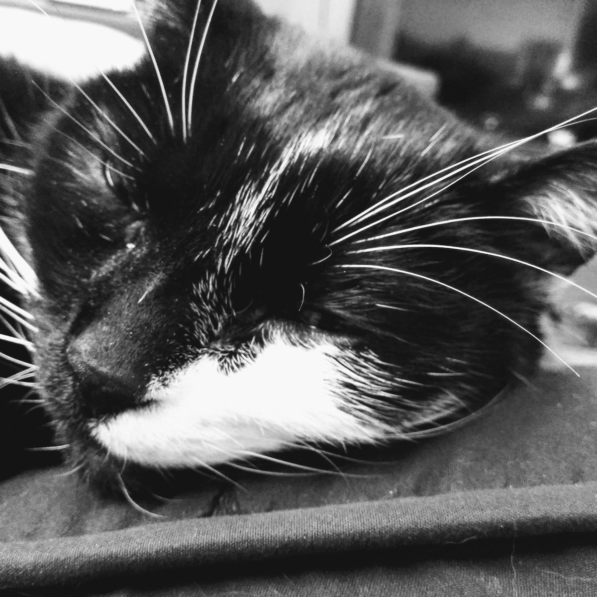 HRHSpooky's tweet photo. Just trying to catch a quick nap before puking under the Christmas tree. A cat's work is never done!
#CatsOfTwitter https://t.co/hJZMpvACMv