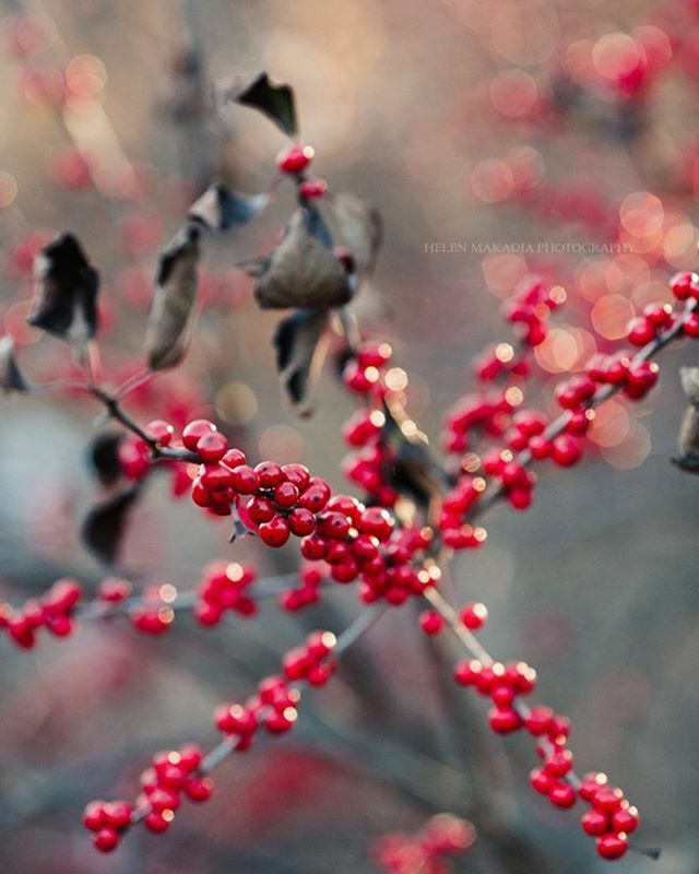 A little bit of sparkle for this chilly Friday. One more day until the Winter Solstice. ✨❄️
.
.
.
#wintersolstice 
#winterbliss #newenglandwinter #bokehlicious #transfer_visions #blissfulphotoart #moodytones #morningslikethese #naturenotes #bitsofrus… ift.tt/38UKcHH