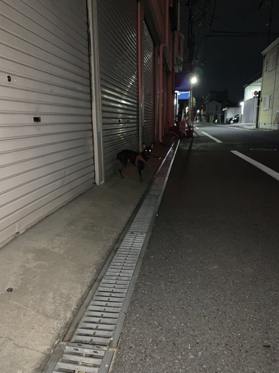 東大阪の西堤小学校付近にて、保護は出来ませんでした。

#犬 
#迷い犬
#犬探してます https://t.co/jauehqhR5W