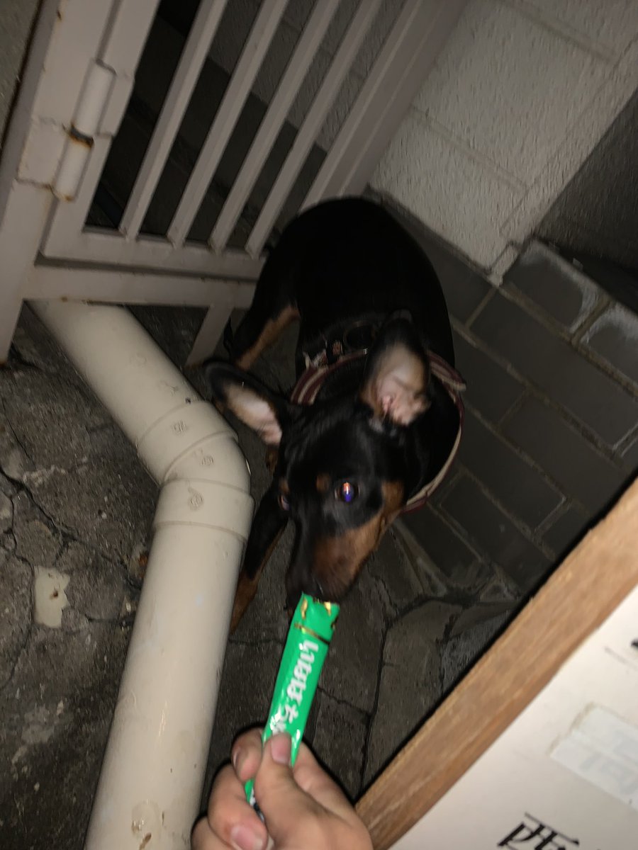 東大阪の西堤小学校付近にて、保護は出来ませんでした。

#犬 
#迷い犬
#犬探してます https://t.co/jauehqhR5W