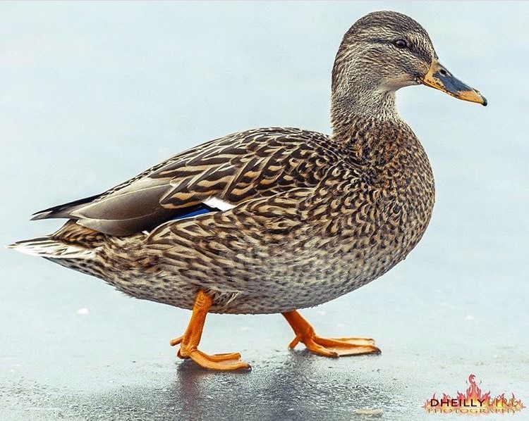 WascanaCentre's tweet photo. A duck’s feet doesn’t have any nerves or blood vessels. This means that their feet don’t feel the cold. This allows them to swim in freezing water and to walk on ice and snow.

Beautiful image by @dheillyfire_photography

#discoverwc #ducks #thecoldneverbotheredme https://t.co/qkD1jI3D2i