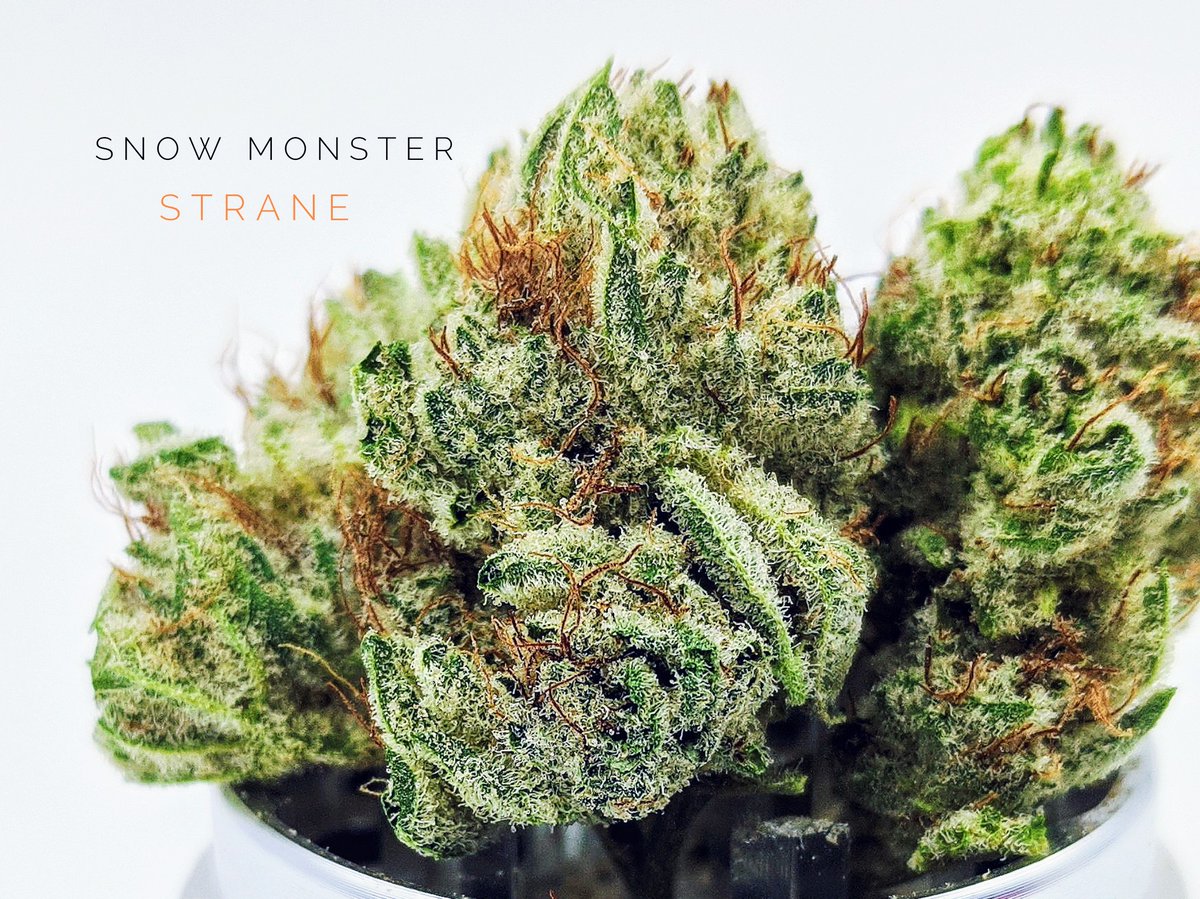 Drool Worthy Indica Flower 🔥💛💚🌿 SNOW MONSTER from STANE 

We heard some great things about STRANE from <a href="/holistic_ind/">Holistic Industries</a> so we had to see effort ourselves... And we can confidently report: 

Connoisseur Quality Flowers

Lifestyle Mag @ Profile Link 😎🤙