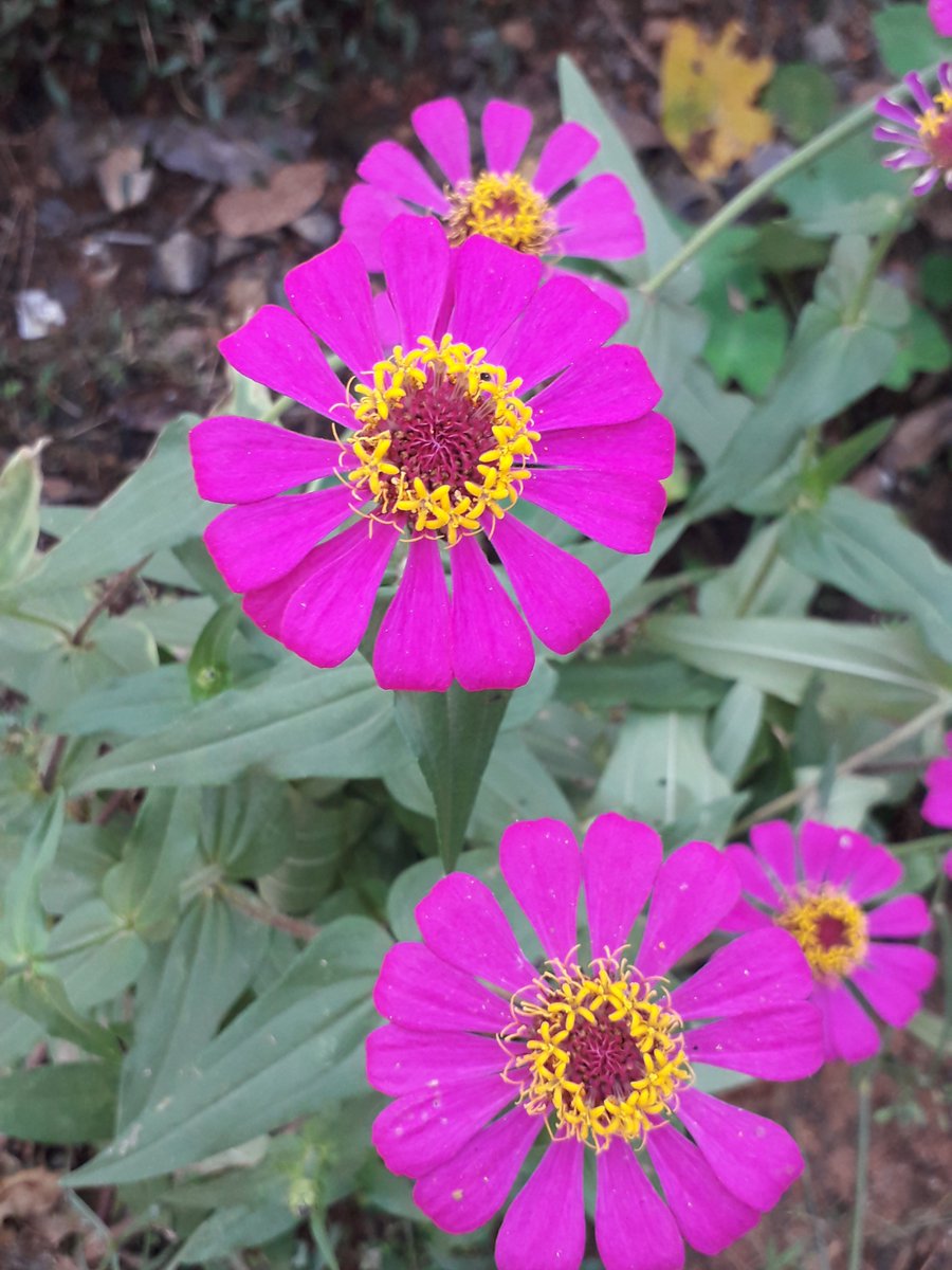 tuntun_baby_1's tweet photo. #Zinnia #Daisy #Peaceful #Flowers #Oldclicks #Throwback https://t.co/RbvP3v4cs4