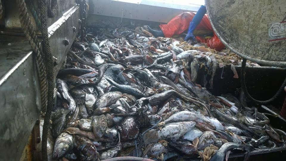 BrianLIFE_EU's tweet photo. Congrats 2 @EU_MARE @VSinkevicius 4 measures on #seabass up 2 2019. Prognosis 4 2020 now bleak with #demersaltrawlers and #flyshooters "unavoidable bycatch" allowance upped to 3% of total catches, making bass cash crop 4 mobile gears @fnifeatures @TheJerryPercy @ThroughTheGaps https://t.co/zcrNzgW4vv