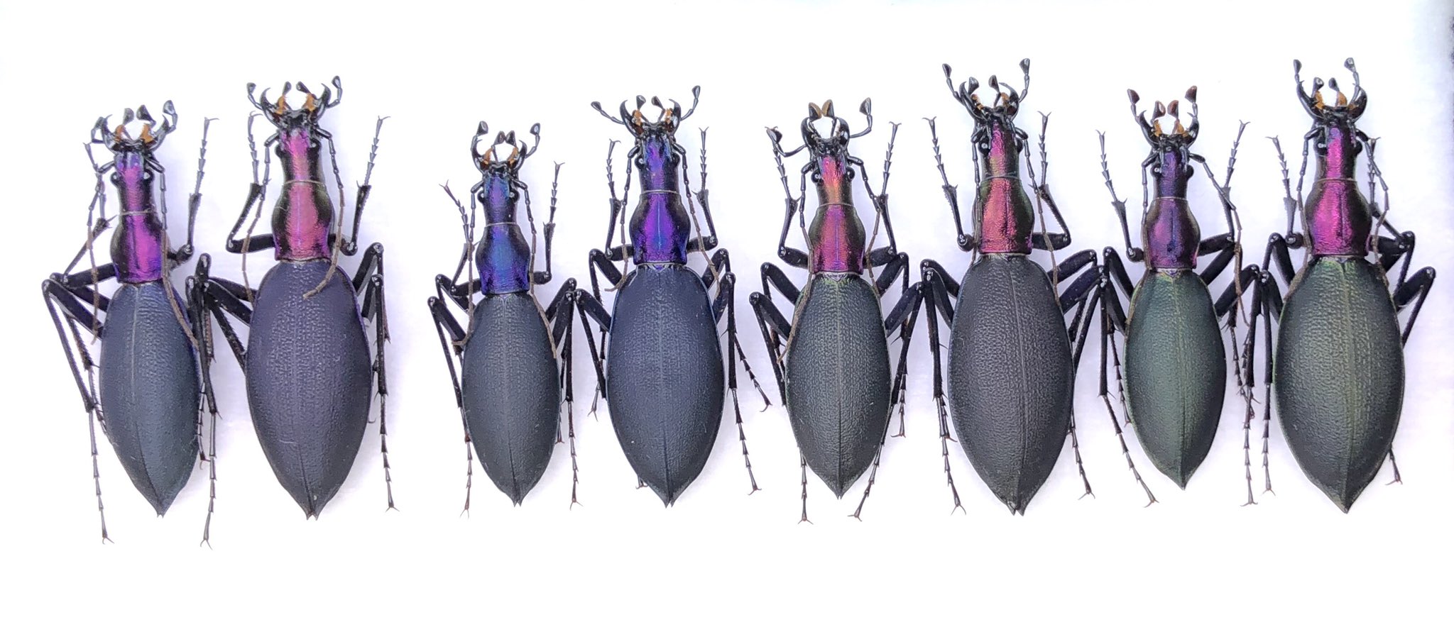 Damaster Carabus 以前話してたマイマイカブリのプレ企画をやらせて頂きます 内容 宮城県内 8タイプ 16頭 応募方法 現在のフォロワー様で 東北まで採集遠征が困難な方 遠征可能な方は御遠慮願います コメにて応募の旨記載下さい 12 23に抽選し