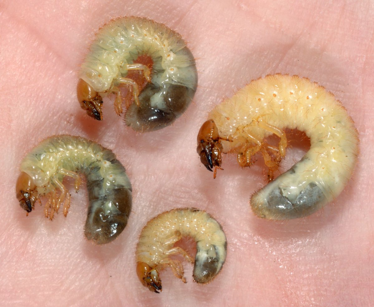 PurdueInsects's tweet photo. Today's 2019 research highlight is from the Soil Insect Ecology Laboratory of @doctorDRich. They study how invasive scarabs like Japanese beetles interact with the soil they live in 
@GordonM97479439 @helenaax2
 https://t.co/SLHuIL6Eu1 https://t.co/01GsfAQ7fN