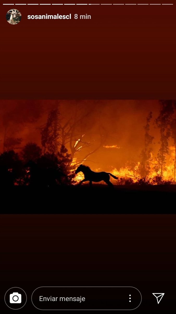vdelosangeles9's tweet photo. Ayuda y difunde!
Hoy más que nunca estos animales necesitan de nuestra ayuda!
Consulta o duda sigan en Instagram a @sosanimalescl
#cajondelmaipo #ChileDespierta #SantiagodeChile #SOS
#SequiaenChile #voluntariado #sosanimales
#NoAlAltoMaipo
#LaFlorida #Peñalolen #PuenteAlto https://t.co/4yJD1SuCkT