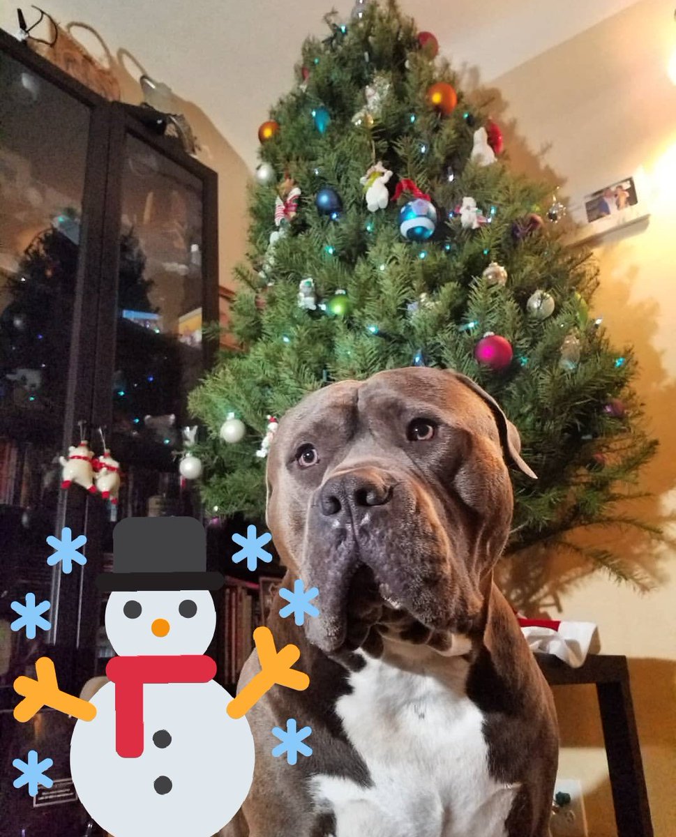 Baloowiththebr1's tweet photo. I love to sniffs my tree &amp; boop the ornaments. Mom didn't put all her polar bears out like usual in case I tip the tree so they won't break &amp; hurt me💙 #firstchristmastree #happyholidays #doglife #doglove #pitbulls #bullmastiff #Staffordshire #dogsoftwitter #subaorticstenosis https://t.co/I6AXxj2jHO