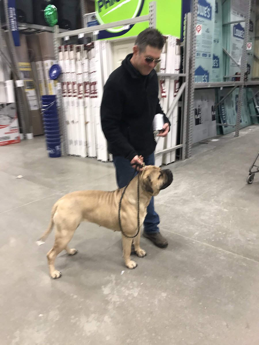 WhyteLindy's tweet photo. #LexiIsAWorkingDog https://t.co/U54VaouRWH