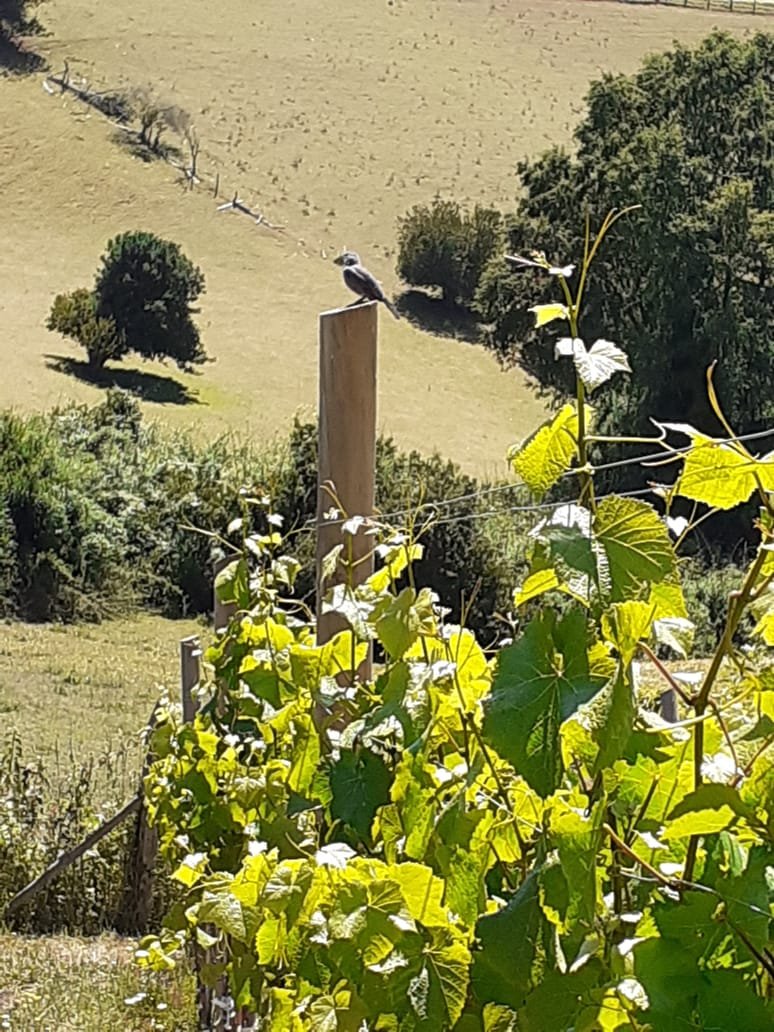cevdelsur's tweet photo. En el sector de Nohualhue, comuna de Teodoro Shmidt, Región de La Araucania, estamos acompañando a Petronila Alarcón en la plantación de la variedad Gewüztraminer.@UCDavisChile @saravenap @corfoaraucania https://t.co/Yibagj6r1c