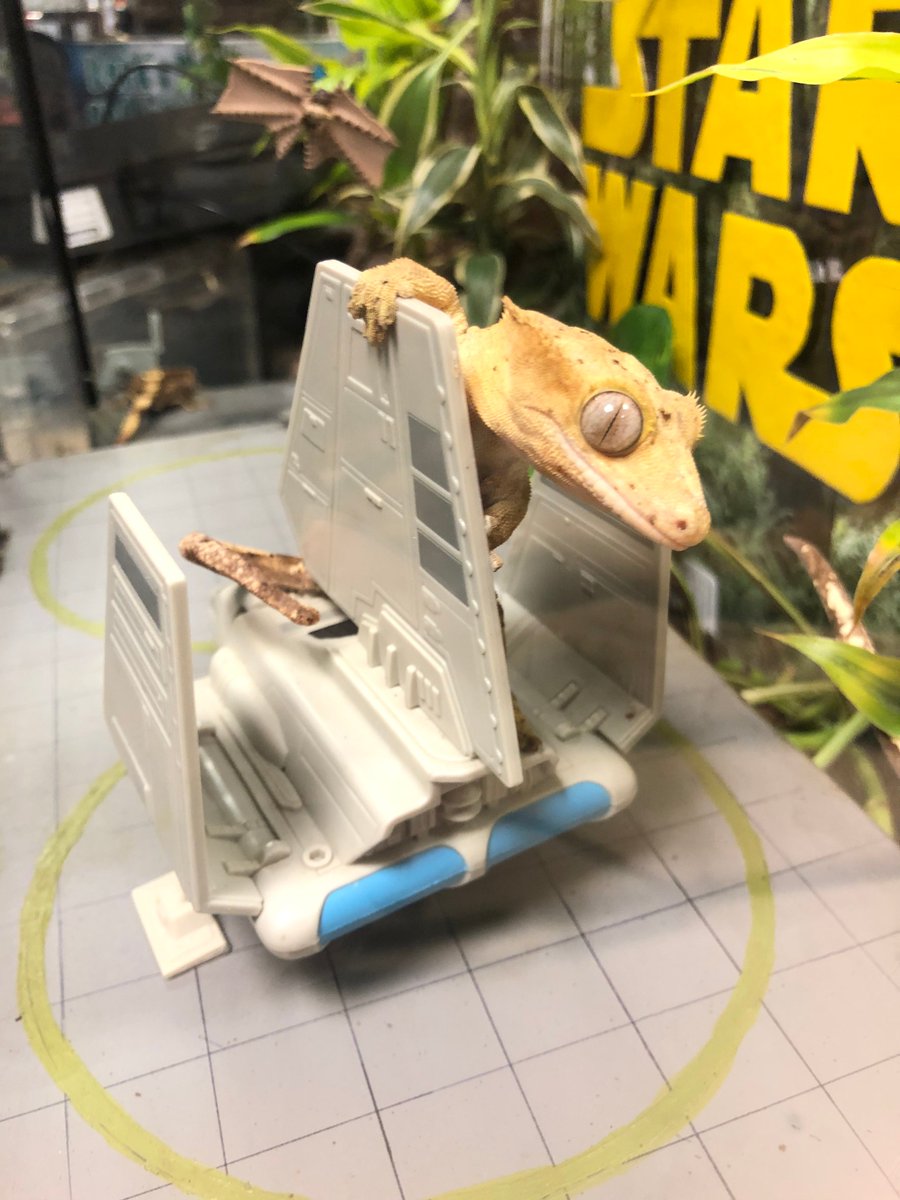 BarksPets's tweet photo. @StarWarsUK @SW_ArtGallery @StarWarsNewsNet @StarWarsRadar @starwarseuro https://t.co/tvcqsyClTv