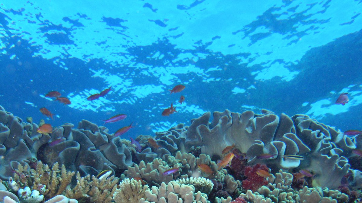"Ocean offers glimmer of hope amid #COP25 disappointment" via <a href="/Economist_WOI/">World Ocean Initiative</a> &amp; <a href="/JamesWriteNow/">James Richens</a>. #BlueCOP #OceanClimateAction <a href="/OceanPathway/">Ocean Pathway Partnership</a> woi.economist.com/ocean-offers-g…