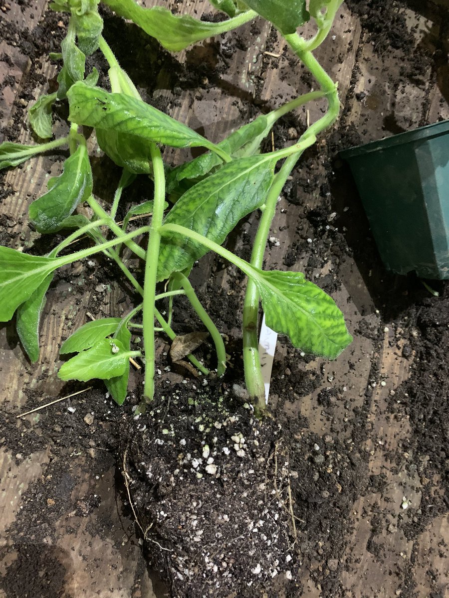 Split and divide! December’s episode of the Roots, Wings &amp; Other Things #podcast is now live in iTunes &amp; Spotify &amp; this month @frostatwork let me touch his tenders! Subscribe, rate it (5 stars would be delightful) &amp; share it with your least favourite loved ones! #gardening