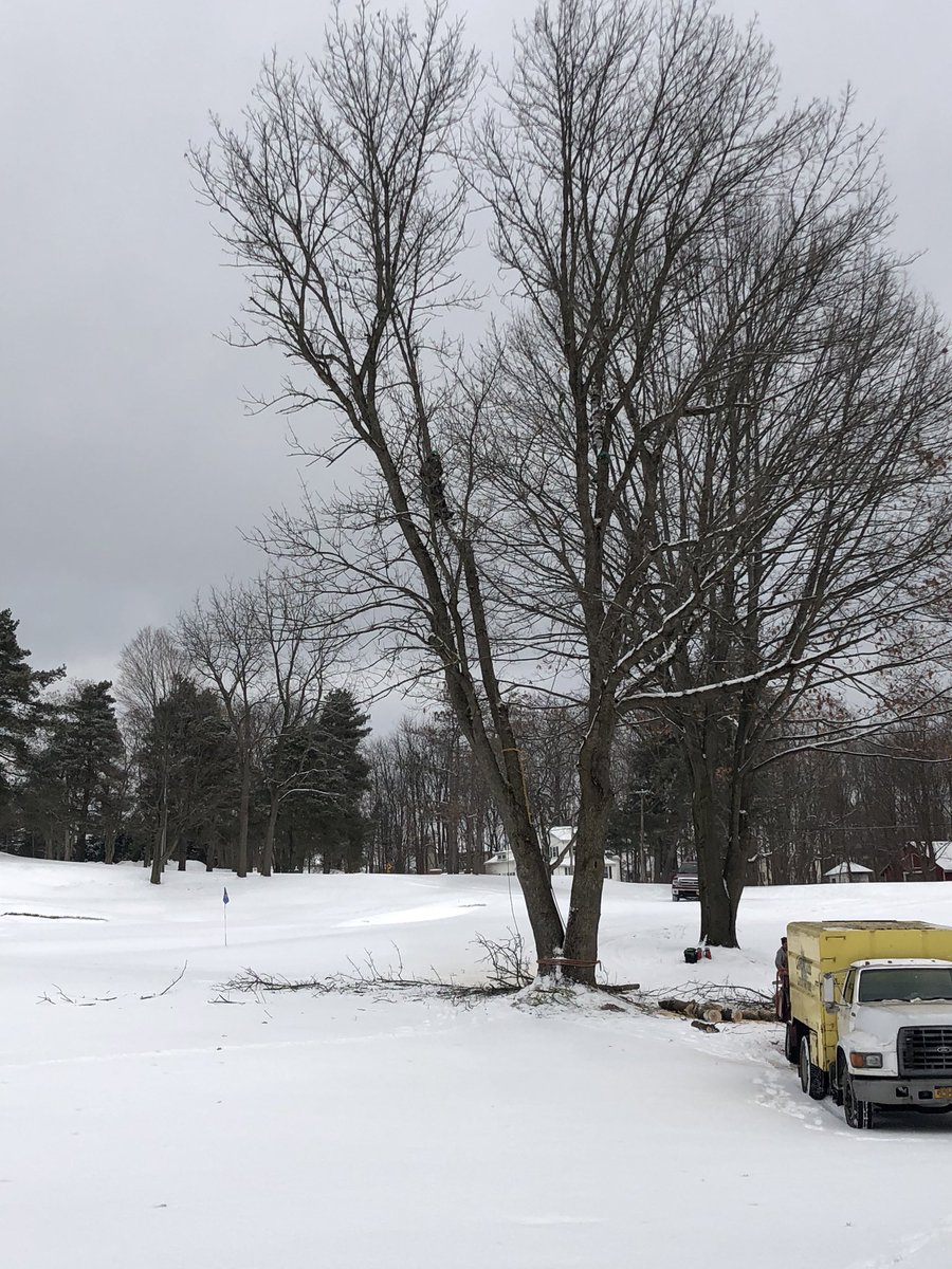 We don’t have a lot of Ash on the property but this will be one less to worry about!