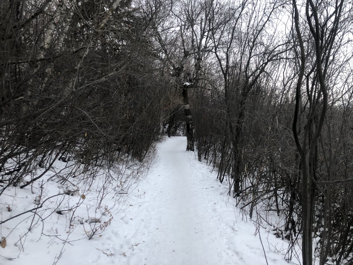 greystone75's tweet photo. Beautiful winter morning for a run in Saskatoon, run one of my favourite trails in Saskatoon, great city to run in. Feels good to remain active while undergoing chemo therapy. #beatcancer #everydayisagift #runningisagift #runsaskatoon https://t.co/vBSI9Ad4xp