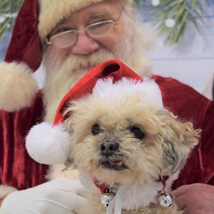 NoBarksAboutIt's tweet photo. Check out some of our favorite shots from the Pet Pictures with Santa fundraiser we held this year! https://t.co/Nnzz52grCD