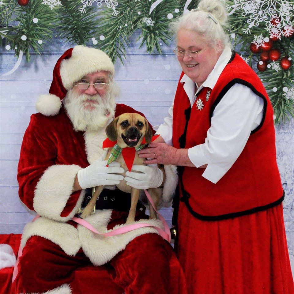 NoBarksAboutIt's tweet photo. Check out some of our favorite shots from the Pet Pictures with Santa fundraiser we held this year! https://t.co/YIKyDBZoD9
