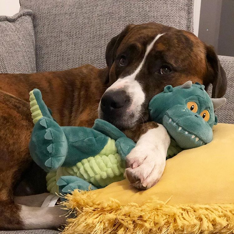 ExcitableEdgar's tweet photo. As the old saying goes, #ExcitableEdgar is a dog’s best friend. @myidolgm @elliottf2 @thebigsnoopdog @thenorfolksausages https://t.co/GvK6U8tSU5