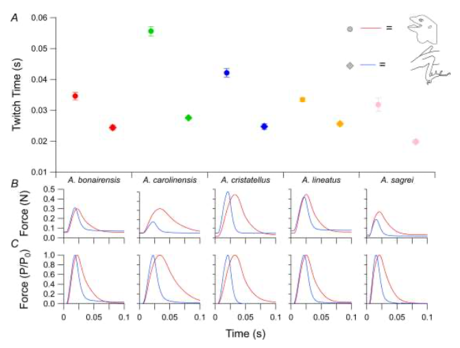 CVAnderson_USD's tweet photo. A new paper comparing muscle contractile physiology of jaw and leg muscles in five species of Anolis lizards. https://t.co/UftqgDy4VQ
#AndersonLabUSD https://t.co/Cfx8yECn4V