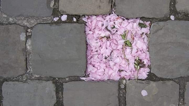 يُفرغكَ الله من أشيَاء ؛ لِيملؤكَ أجمل منهَا🌸🍃"