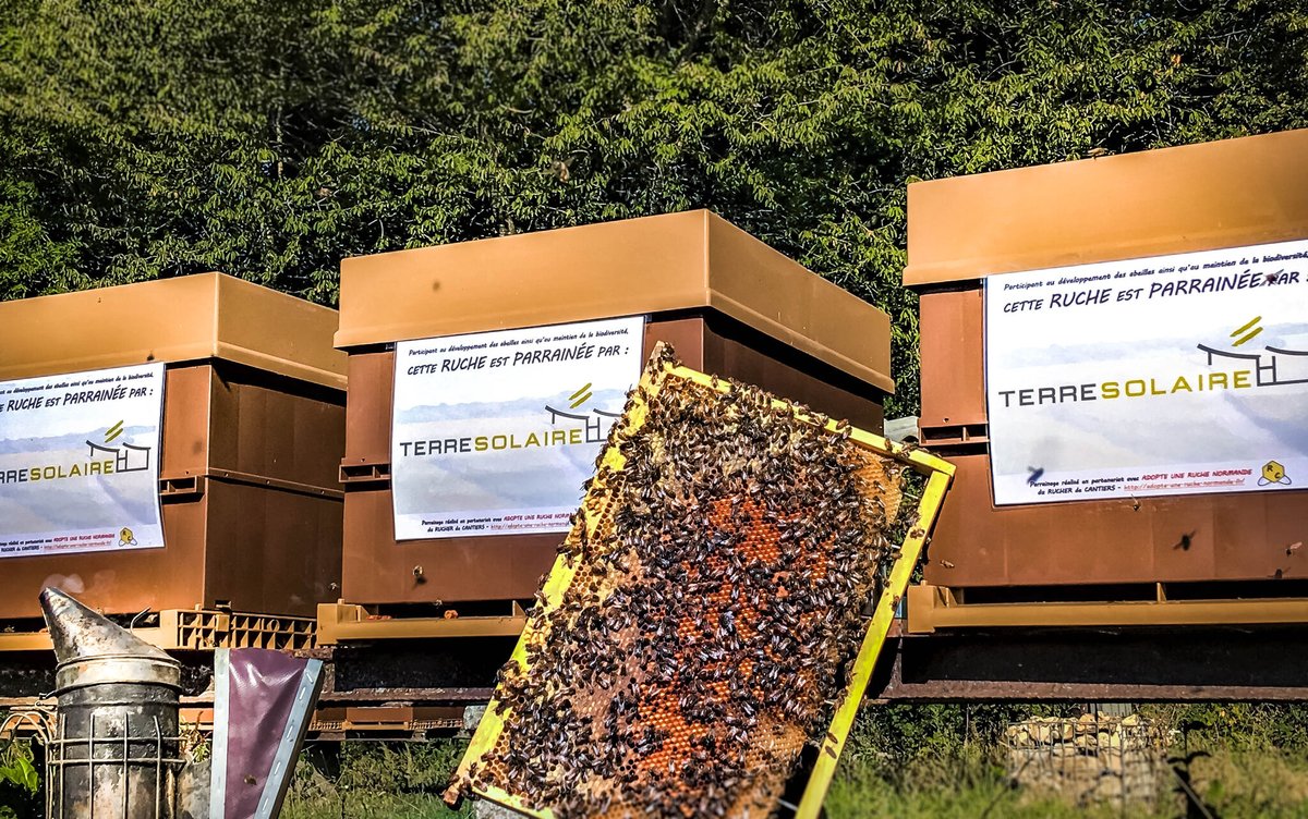 TerreSolaire's tweet photo. 🐝🍯 Le saviez-vous ? Sans les #abeilles, pas de vie possible ! C'est pourquoi @terresolaire a adopté 3 ruches via "Adopte une ruche normande". Et on peut dire qu'elles n'ont pas chômé cette année ! #pasdexcuse 
#climat #apiculture #sauvonslesabeilles #biodiversité https://t.co/m3yVBioSph