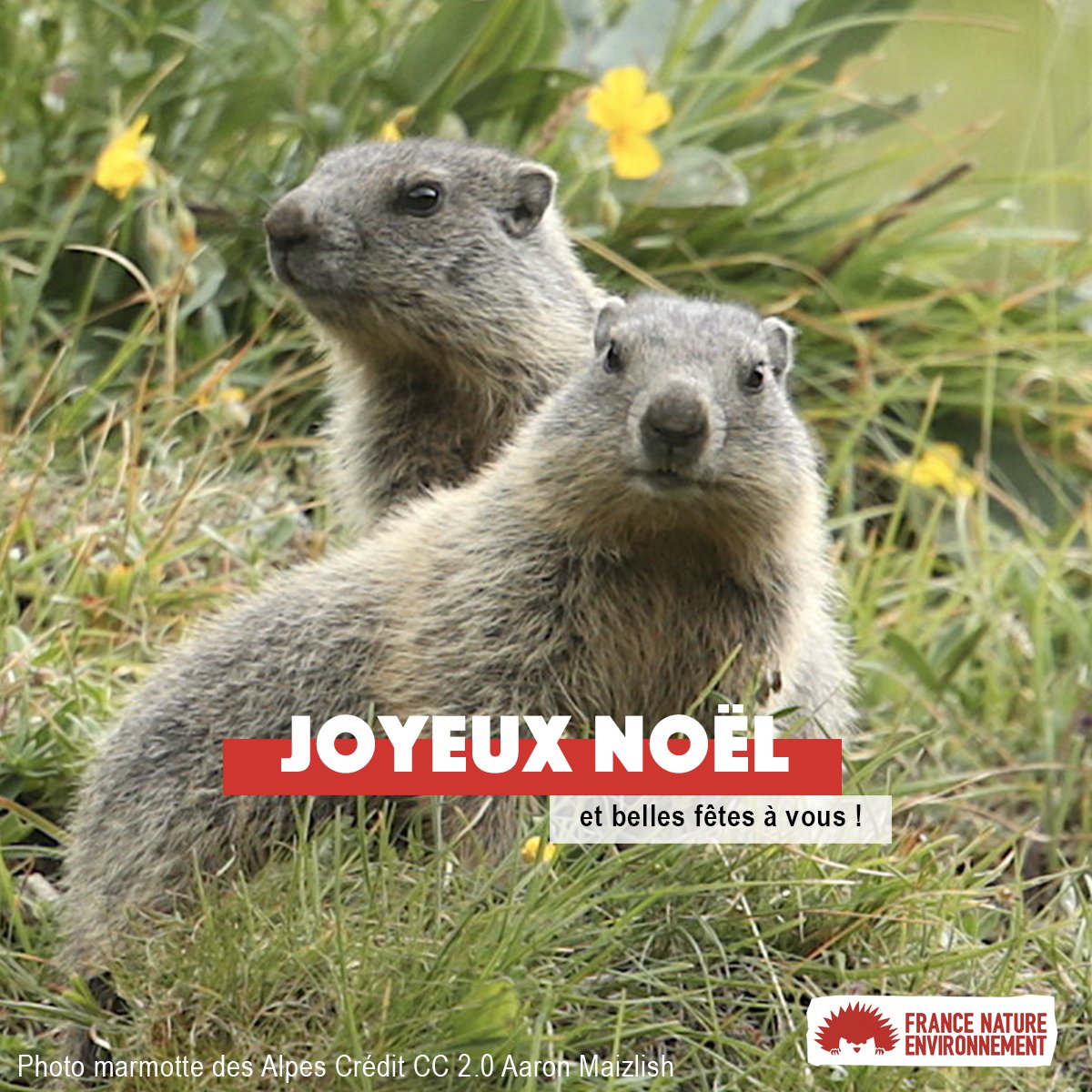 France Nature Environnement Joyeux Noel A Toutes Et Tous